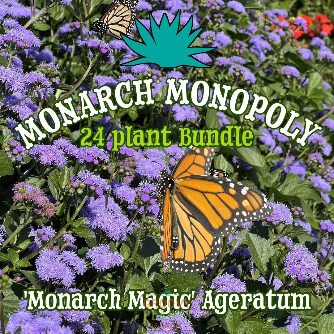 'Monarch Magic' Ageratum ~ Monarch Mania of 24 Plants for Preorder