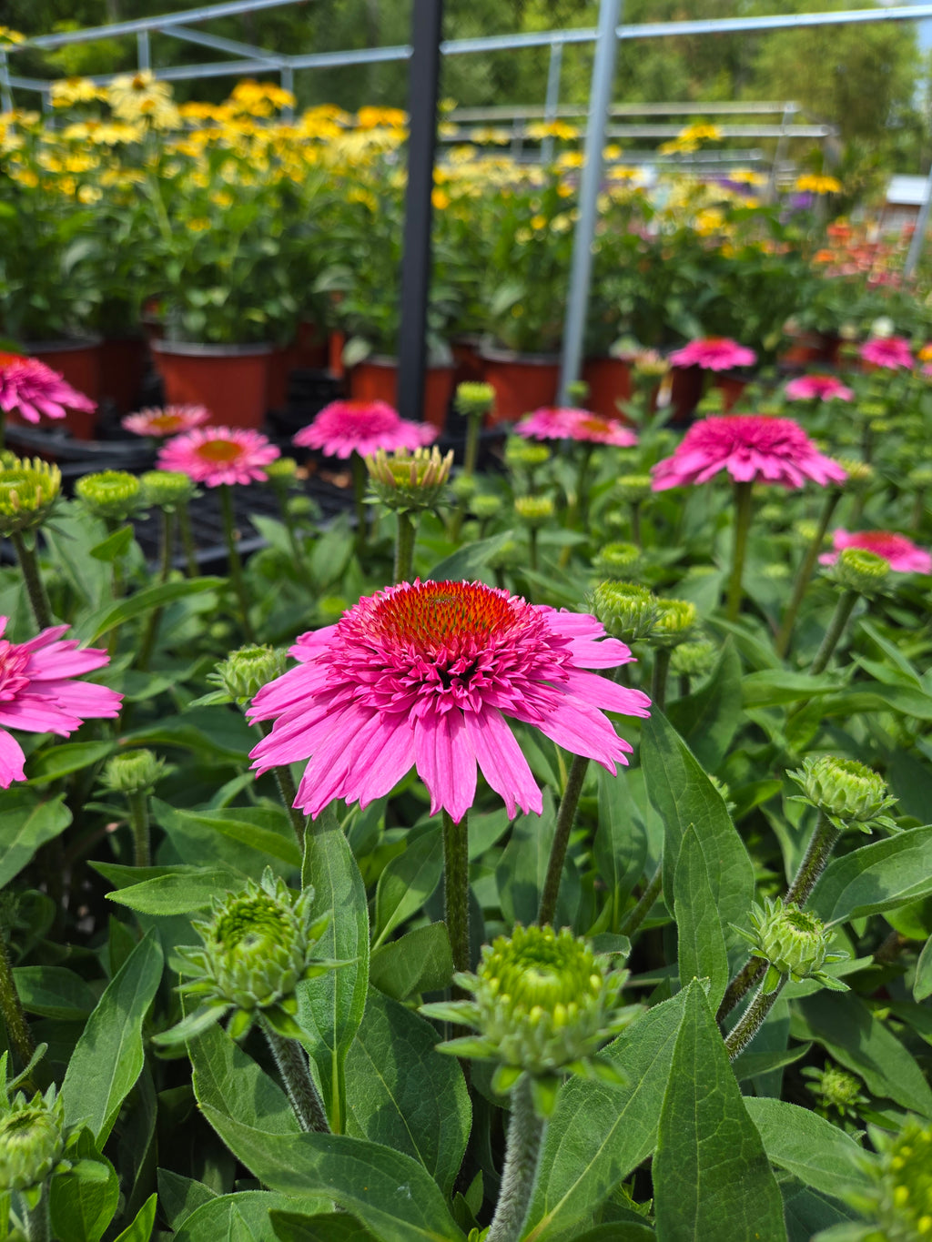 Coneflower | Echinacea Sunmagic® Double Hot Pink
