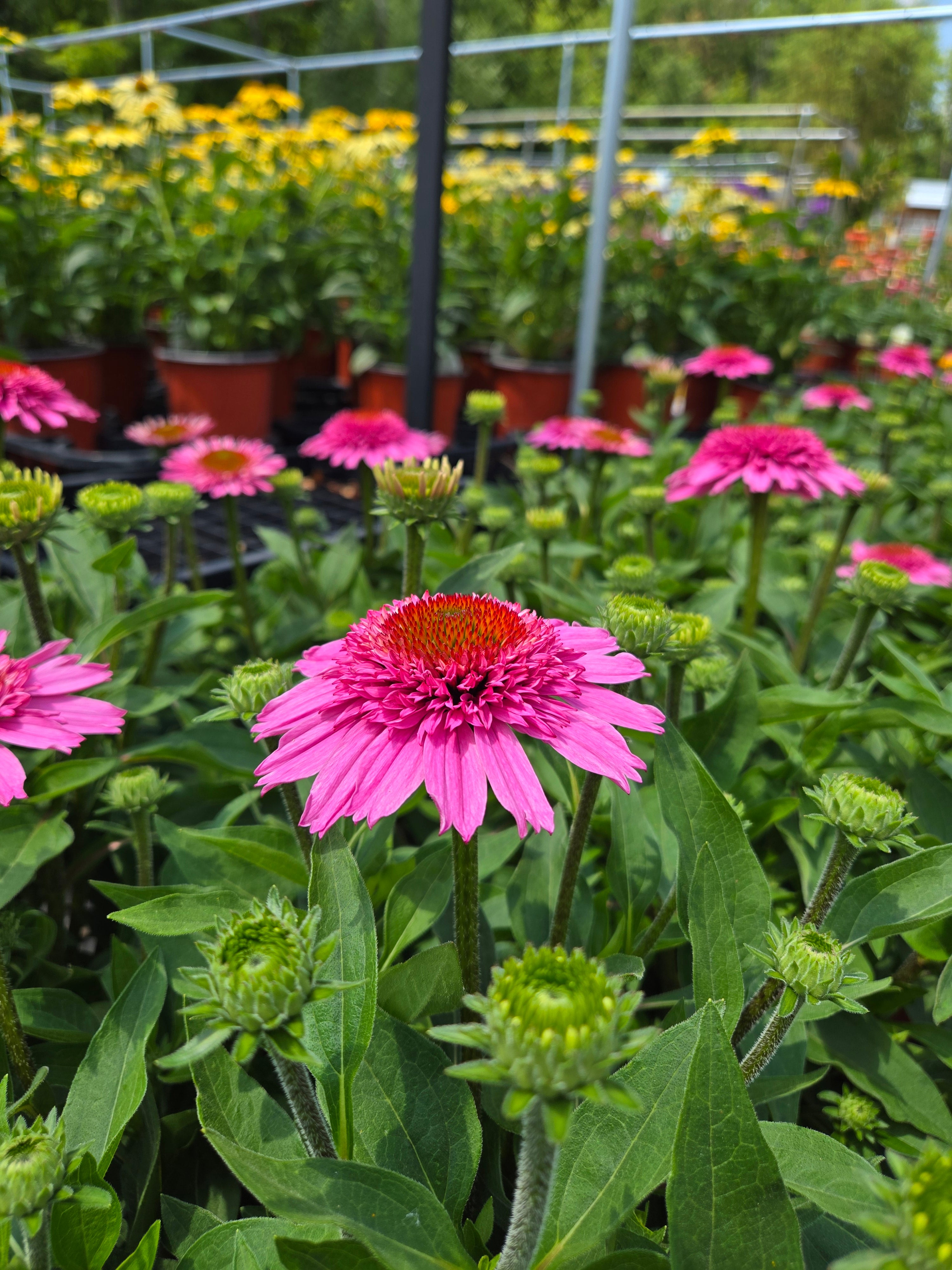 Coneflower | Echinacea Sunmagic® Double Hot Pink