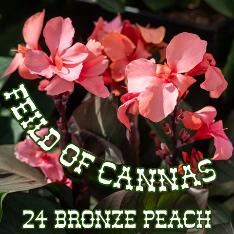 Canna Lily 'Bronze Peach' ~ Field of 24 Hefty Plants for Preorder