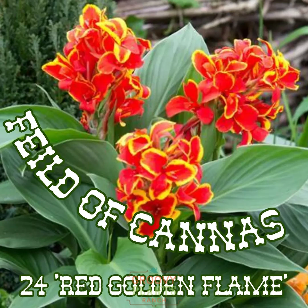 Canna Lily 'Red Golden Flame' ~ Field of 24 Hefty Plants for Preorder