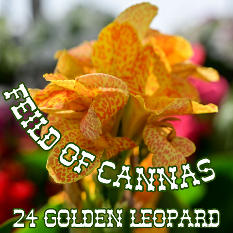 Canna Lily 'Golden Leopard' ~ Field of 24 Hefty Plants for Preorder