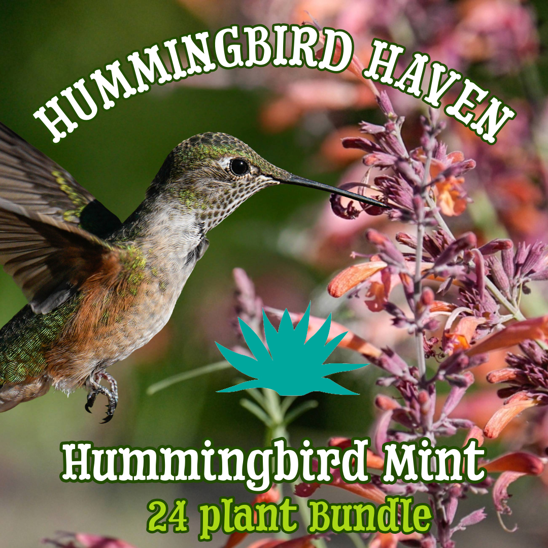 Hummingbird Mint ~ Hummingbird Haven of 24 Hefty Plants for Preorder