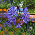 Lily of the Nile | Agapanthus 'Poppin’ Star'