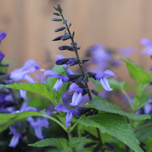 Salvia Rockin'® Blue Suede Shoes™ ~ Trio of 3 Hefty Plants