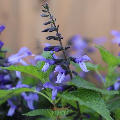 Salvia Rockin'® Blue Suede Shoes™ ~ Preorder Wait List Spring 2026