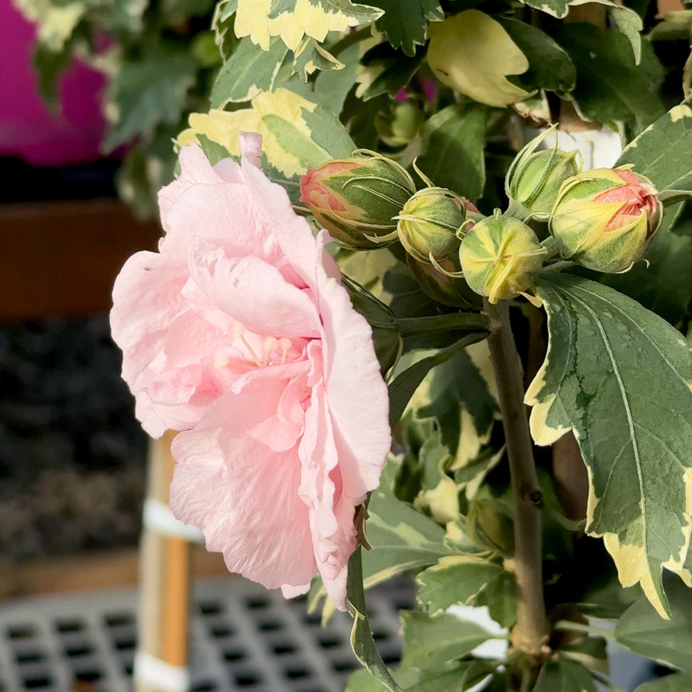 Double Flowered Hibiscus Syriacus Sugar Tip® | Limited Release for Pickup Now