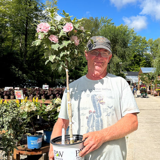 Double Flowered Hibiscus Syriacus Sugar Tip® | Limited Release for Pickup Now