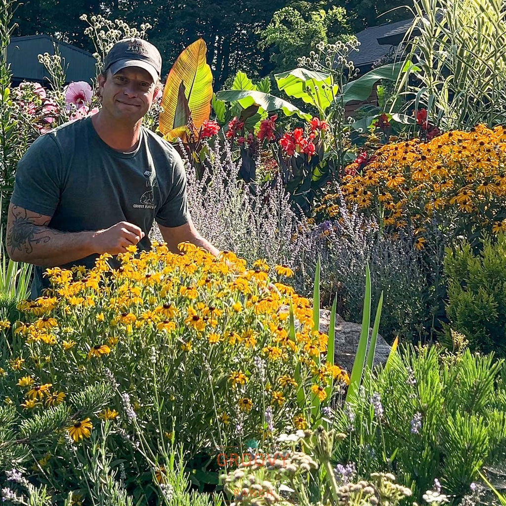 Rudbeckia 'American Gold Rush'