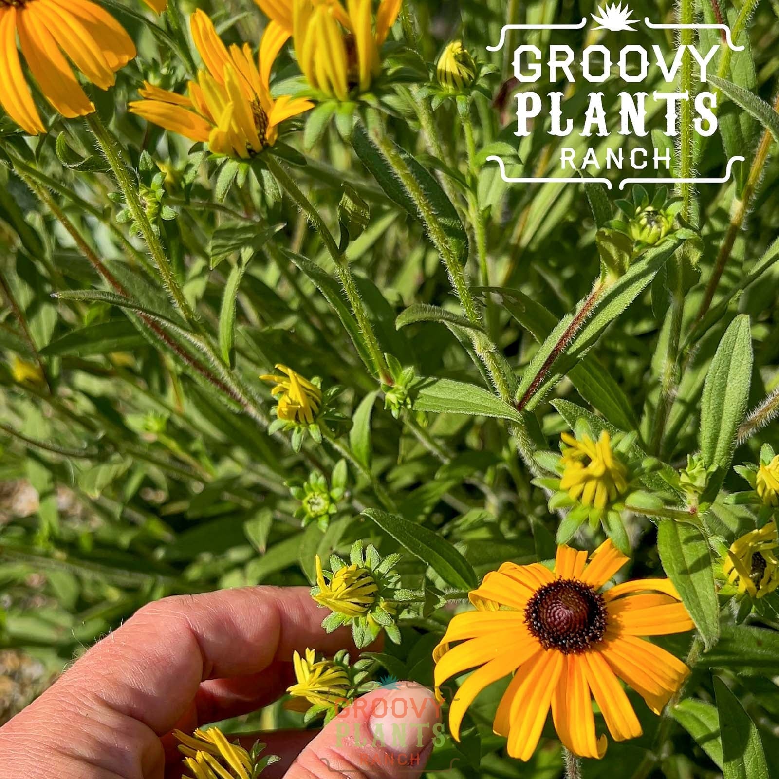 Rudbeckia 'American Gold Rush'