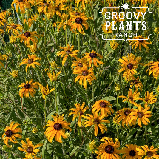 'American Gold Rush' Rudbeckia | Limited Release - Pickup Now