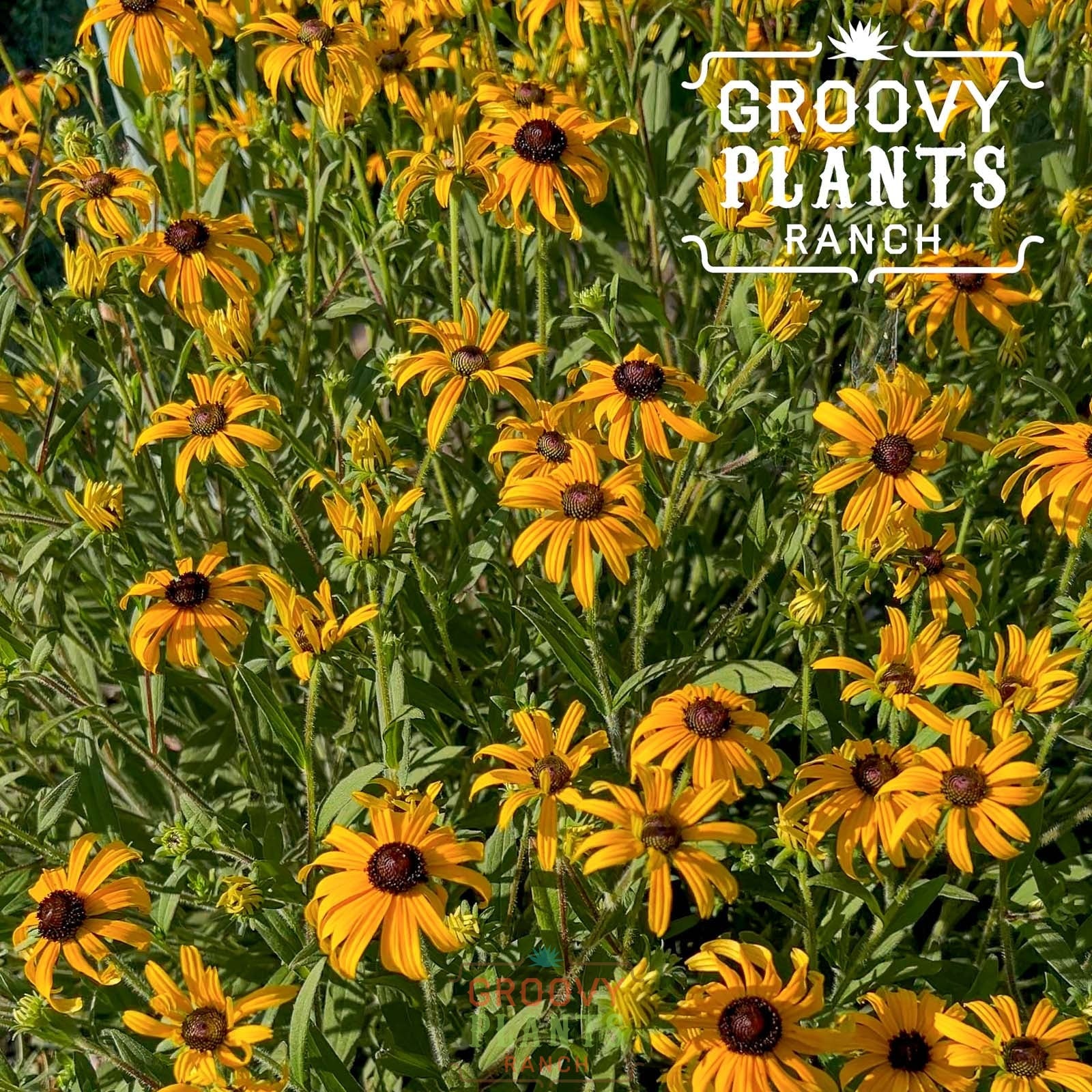 Deer Defiant Sun Garden ~ 9 Hefty Plants for Preorder