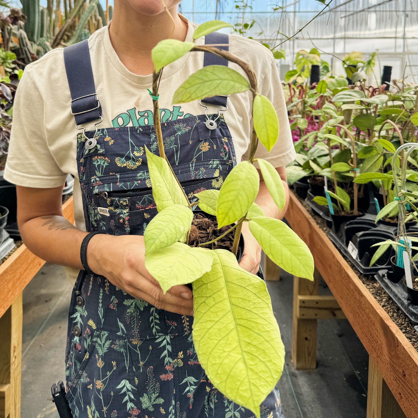 Hoya sp. sabah | Limited Release