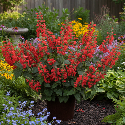 Salvia 'Unplugged Red' ~ Trio of 3 Hefty Plants for Preorder