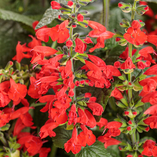 Salvia 'Unplugged Red' ~ Trio of 3 Hefty Plants for Preorder