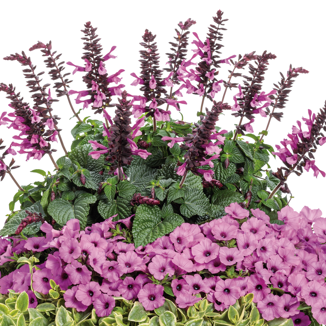 Salvia 'Unplugged® Pink' ~ Trio of 3 Hefty Plants