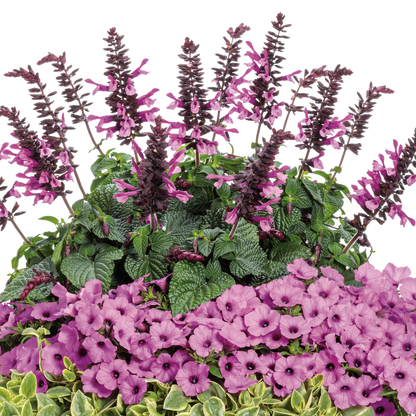 Preorder Salvia 'Unplugged Pink' BiggerVigor Trio | PICKUP ONLY!