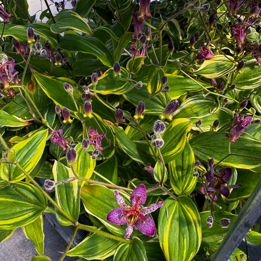 Samurai Toad Lily - Tricyrtis formosana   | Limited Release - Pickup Now
