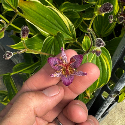 Samurai Toad Lily - Tricyrtis formosana   | Limited Release - Pickup Now