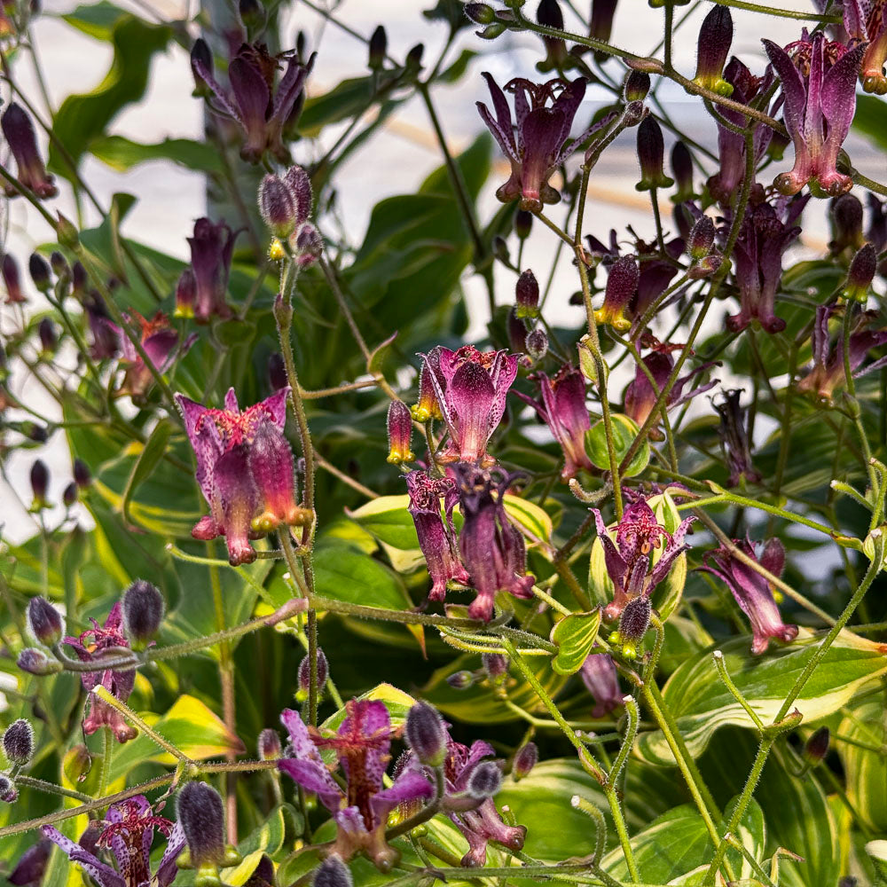 Samurai Toad Lily - Tricyrtis formosana   | Limited Release - Pickup Now
