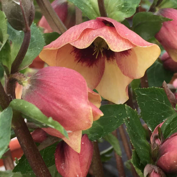 Helleborus 'Sandy Shore'