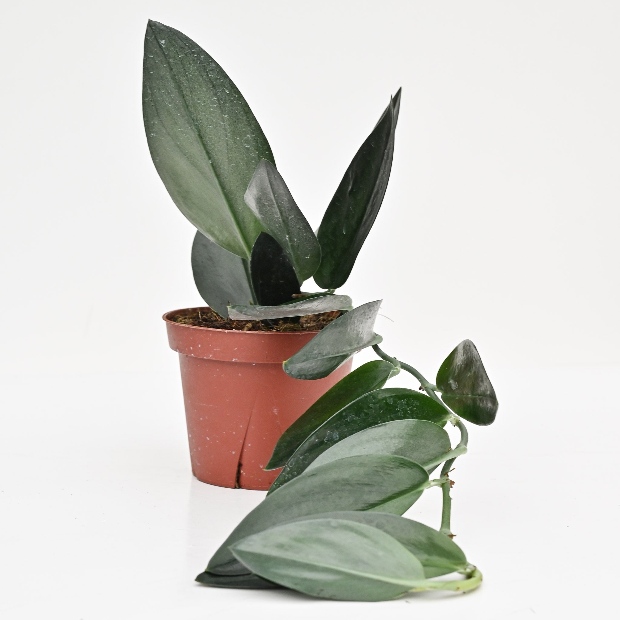 Scindapsus trebuii 'Dark Form'