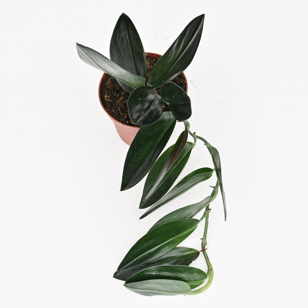 Scindapsus trebuii 'Dark Form'