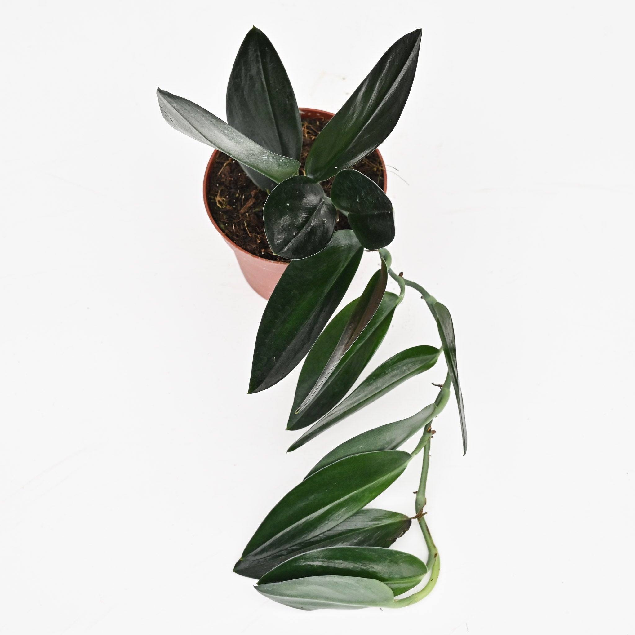 Scindapsus trebuii 'Dark Form'