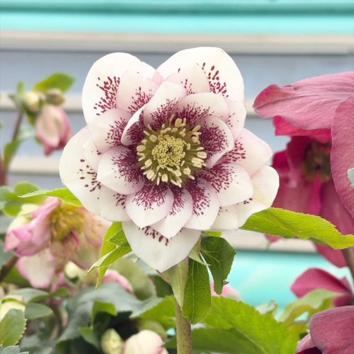 Helleborus 'Shotgun Wedding'