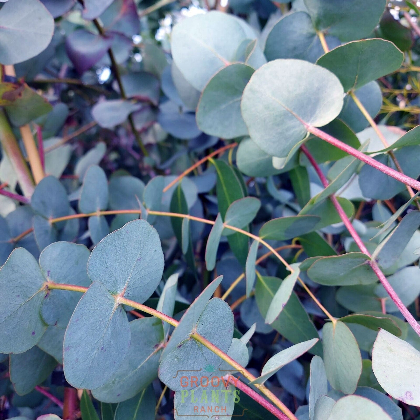 Eucalyptus 'Silver Dollar' ~ Trio of 3 Hefty Plants for Preorder