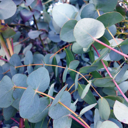 Eucalyptus 'Silver Dollar' ~ Trio of 3 Hefty Plants