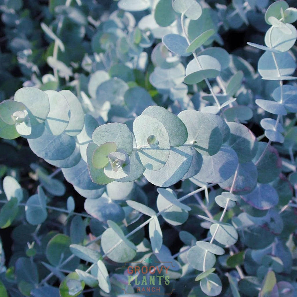 Eucalyptus 'Silver Dollar' ~ Trio of 3 Hefty Plants for Preorder