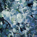 Eucalyptus 'Silver Dollar' ~ Trio of 3 Hefty Plants for Preorder