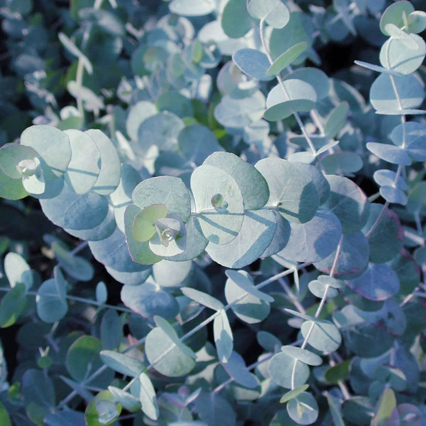 Eucalyptus 'Silver Dollar' ~ Trio of 3 Hefty Plants
