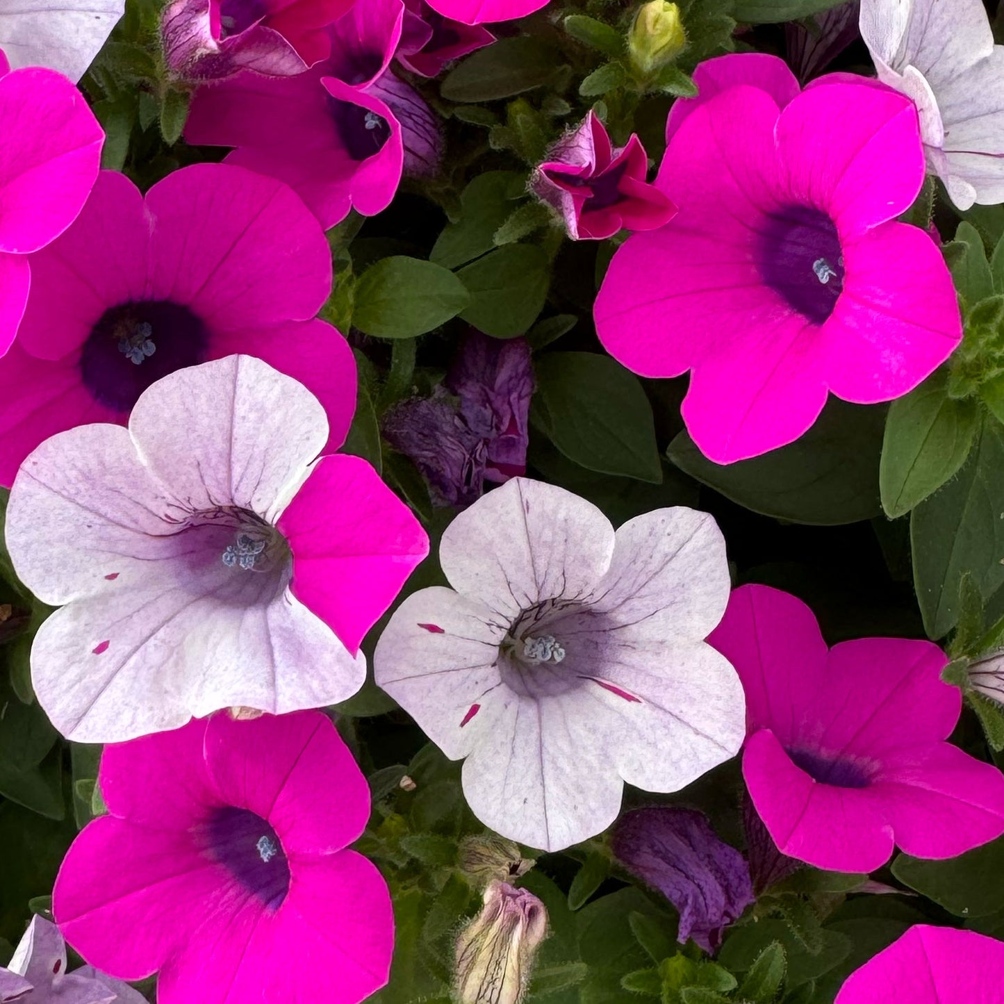 Petunia ‘Blanket Silver Surprise’ ~ Trio of 3 Hefty Plants
