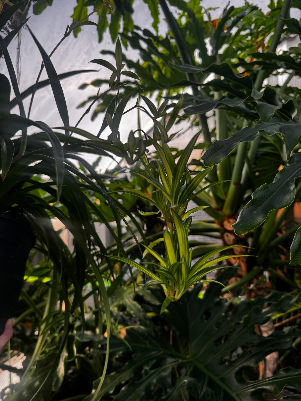 🌿🕷️ Baby on Board! 