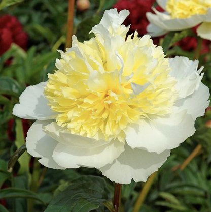 Preorder Peony 'Honey Gold' | MARCH PICKUP ONLY!