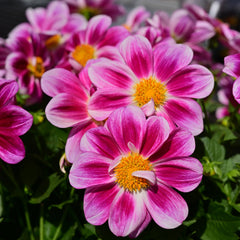 Dahlia 'Summer Bees Purple' ~ Trio of 3 Hefty Plants for Preorder