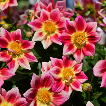 Dahlia 'Summer Bees Red' ~ Bundle of 8 Hefty Plants for Preorder