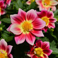 Dahlia 'Summer Bees Red' ~ Trio of 3 Hefty Plants for Preorder