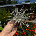 Tillandsia Tectorum Ecuador