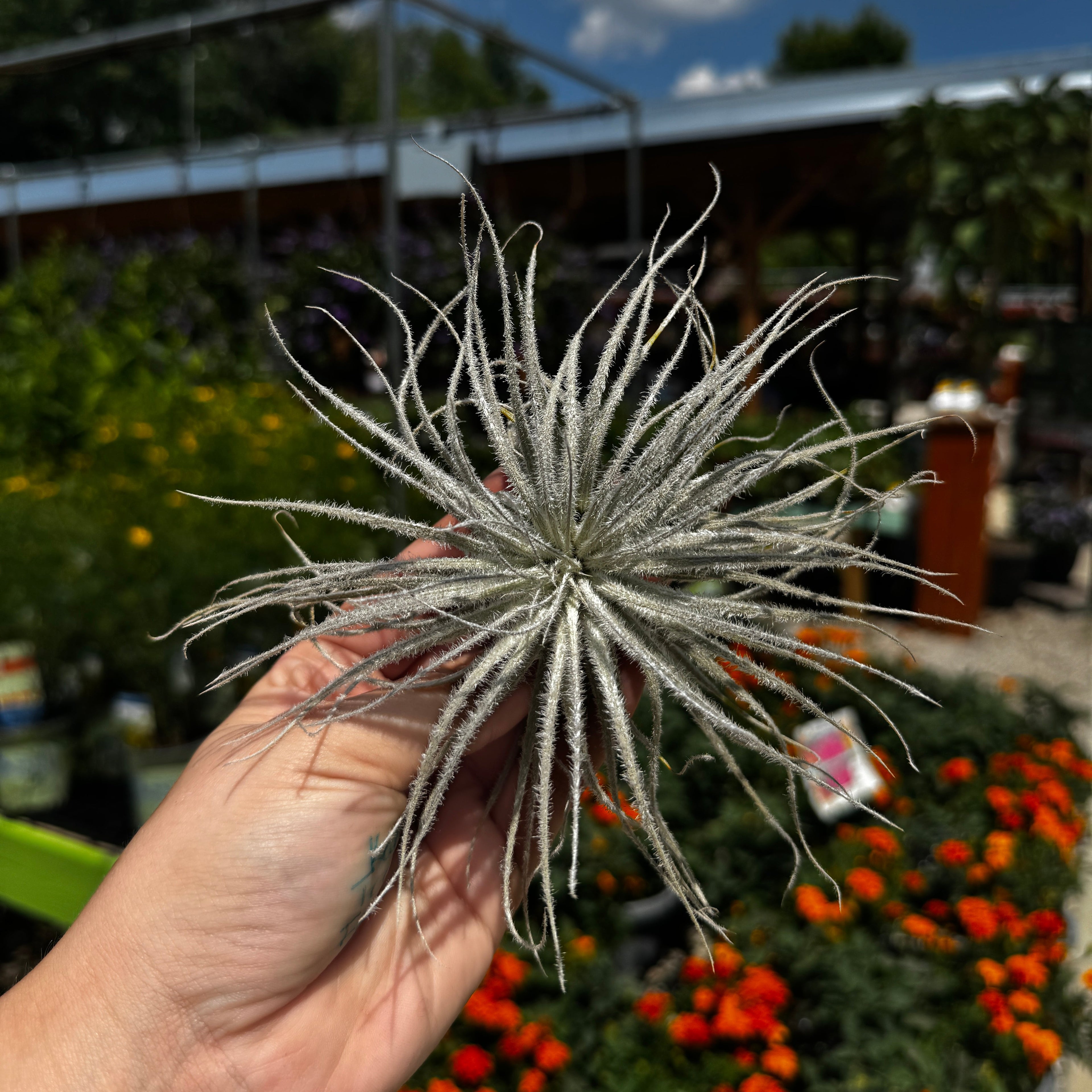 Tillandsia Tectorum Ecuador