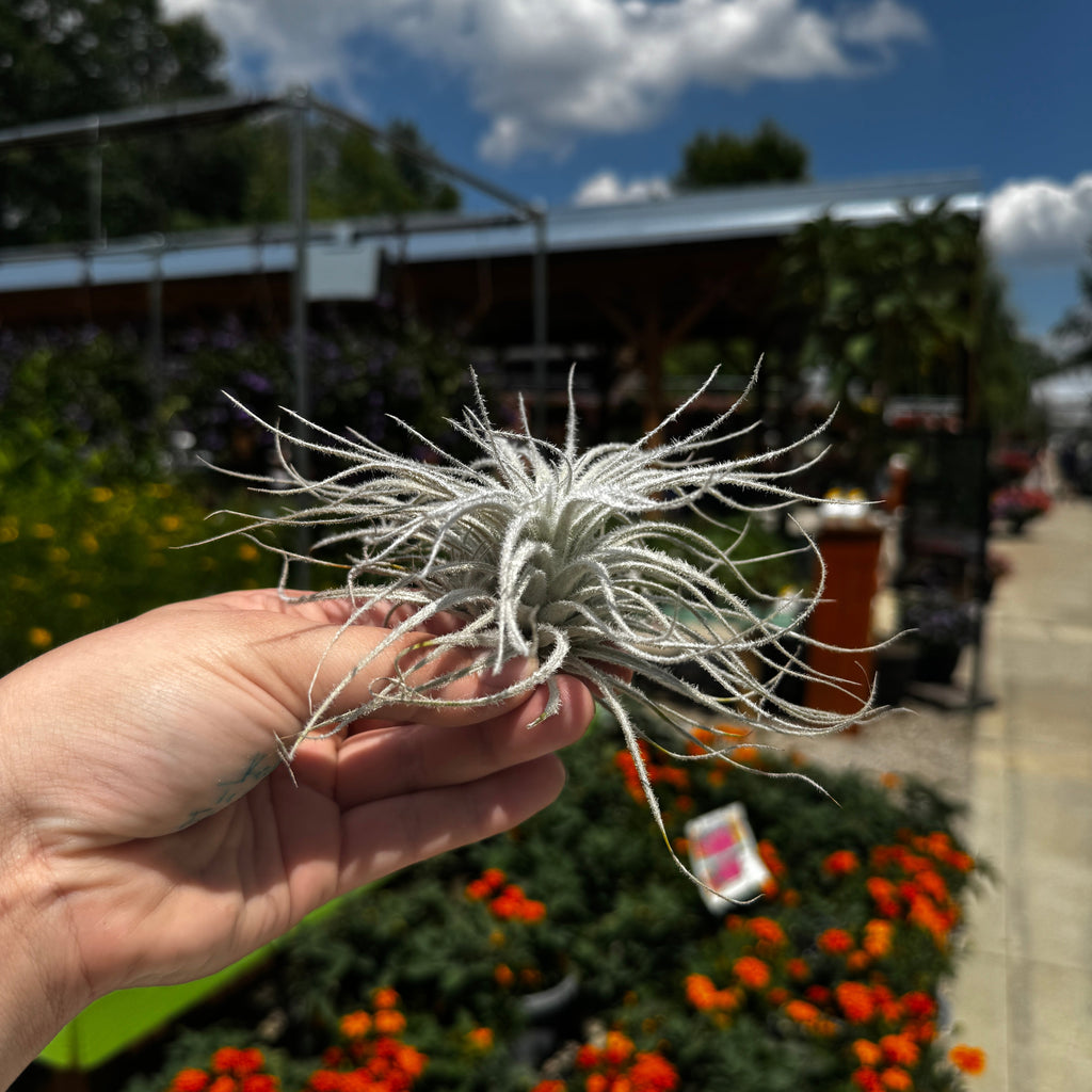 Tillandsia Tectorum Ecuador
