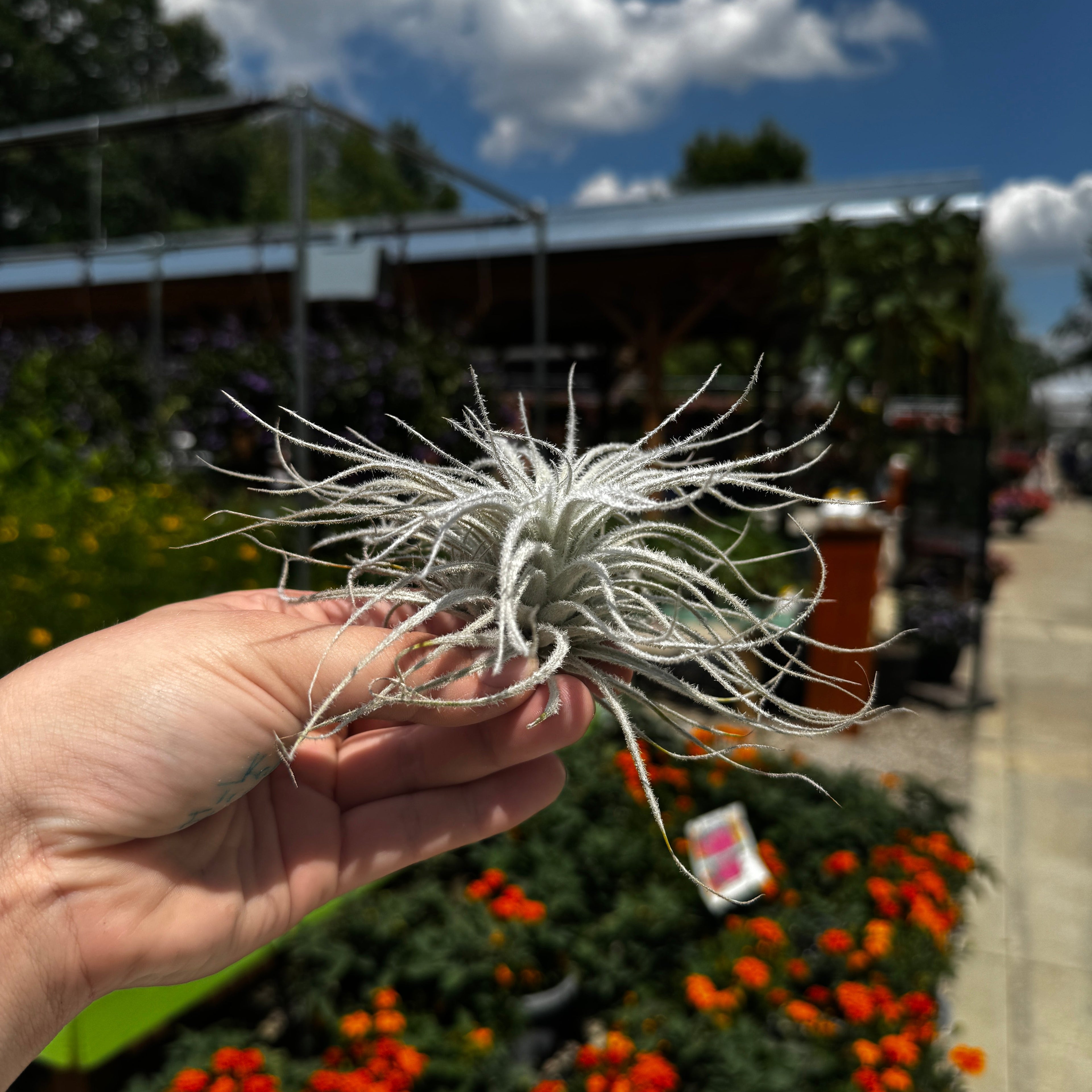 Tillandsia Tectorum Ecuador