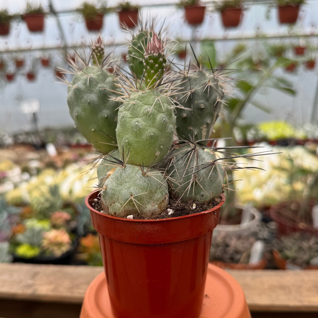 Tephrocactus Alexanderi