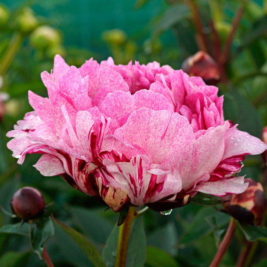 Preorder Peony 'The Fawn' | MARCH PICKUP ONLY!