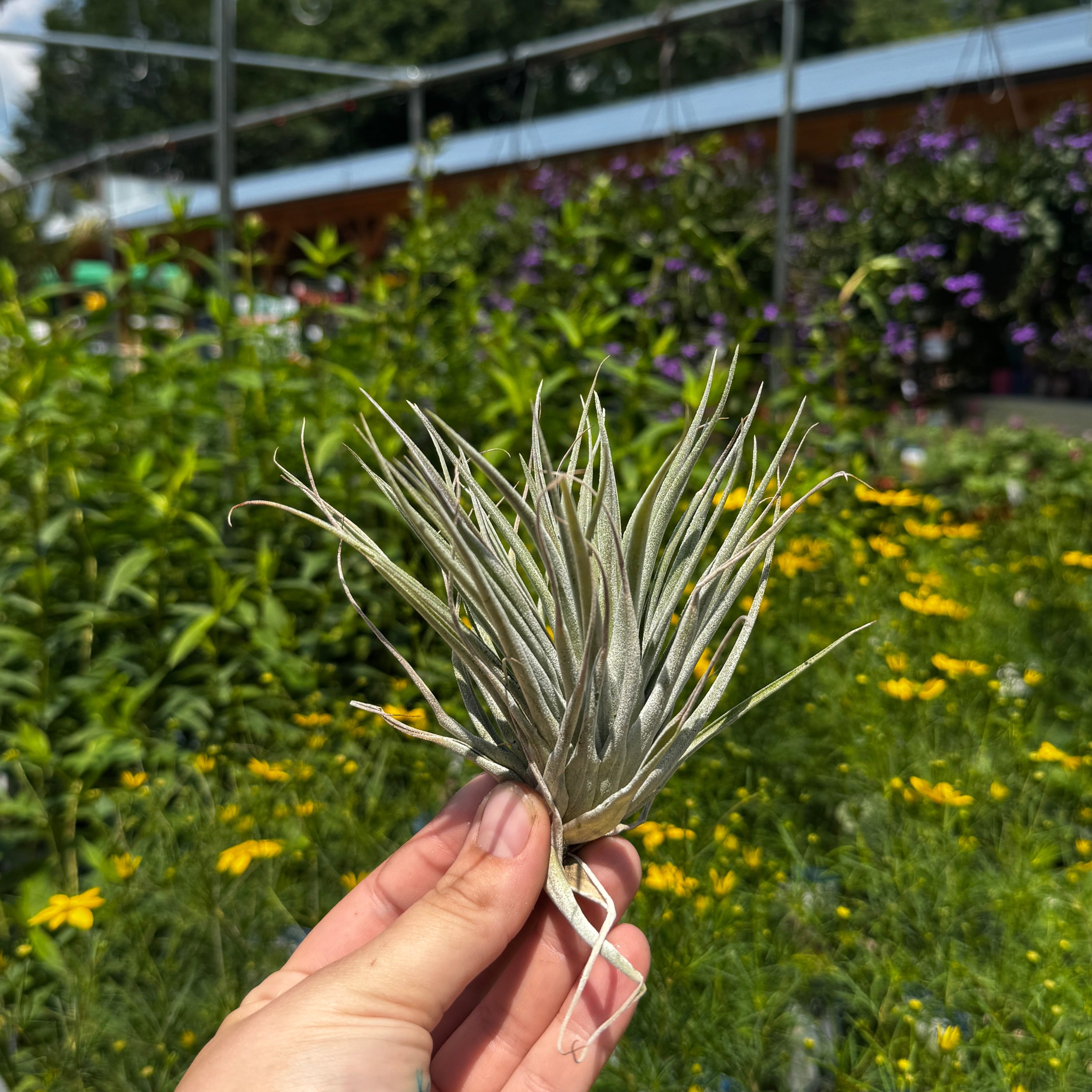Duo of Tillandsia Kammi