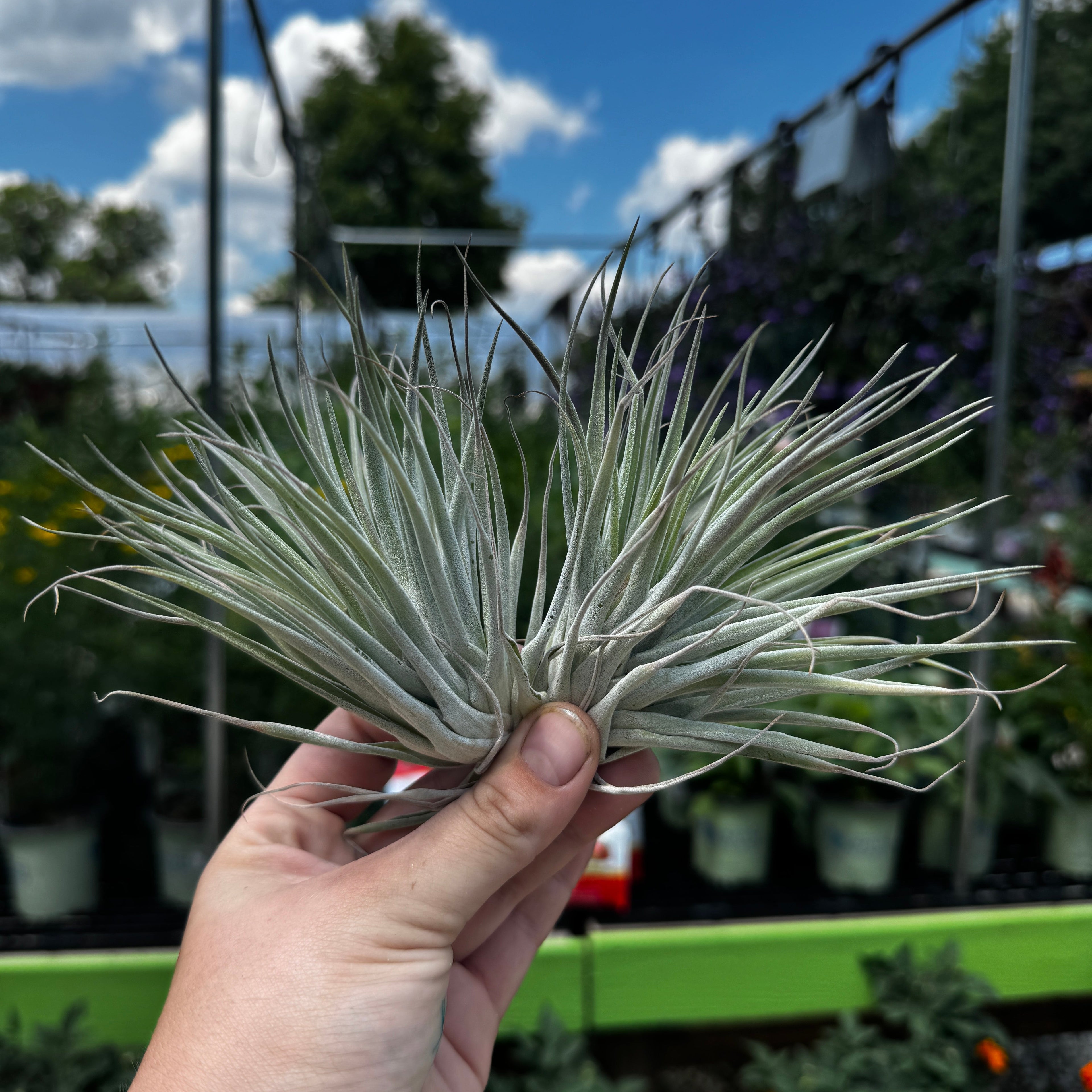 Duo of Tillandsia Kammi