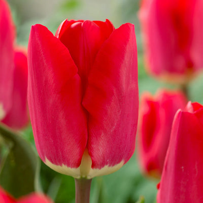 Tulip 'Fostery King'