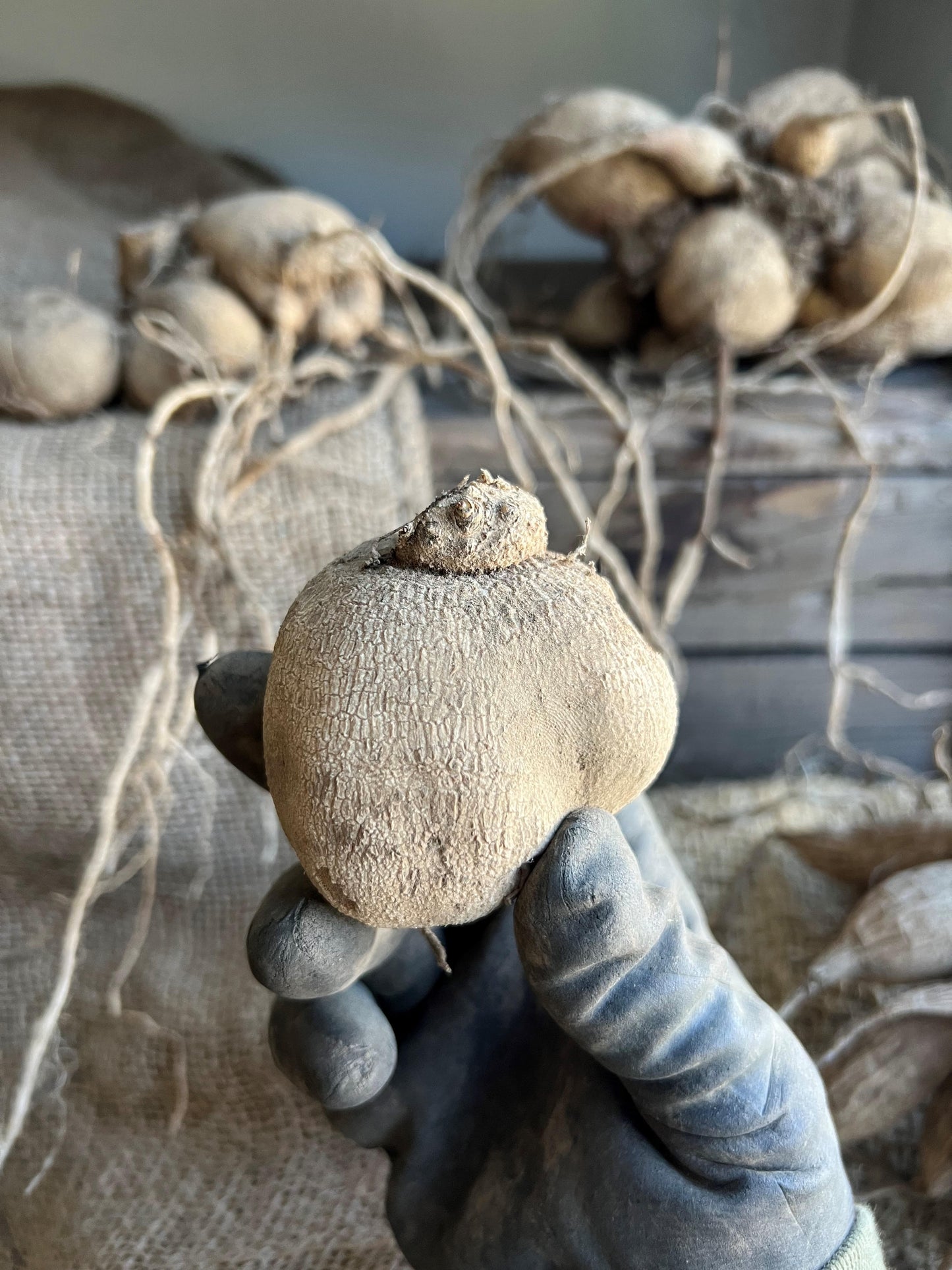 'Ivanetti' Dahlia ~ 3 Tubers